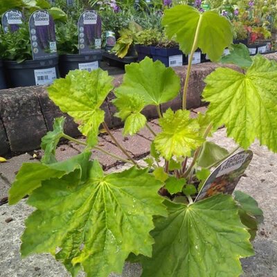 Heuchera Villosa Carnival 'Watermelon' - Image courtesy of Tully Nursery