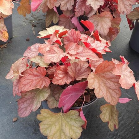 Heuchera 'Carnival Watermelon' - Image License
