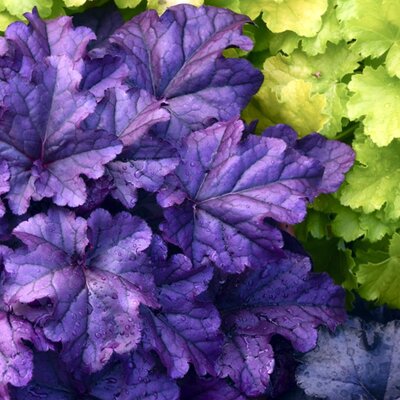 Heuchera 'Wild Berry' - Public Domain Image