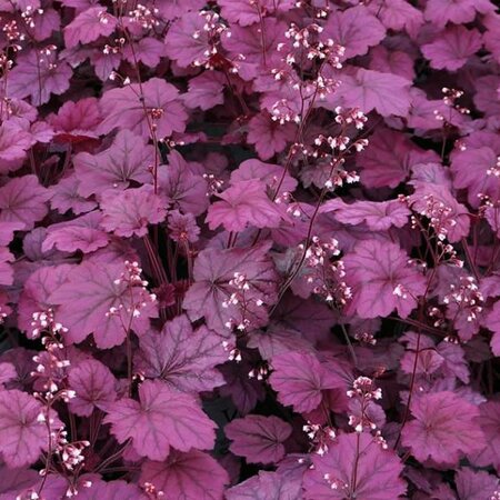 Heuchera 'Wild Rose' - Public Domain Image under fair use