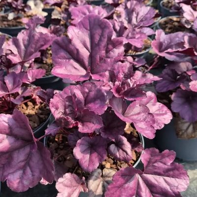  - Image courtesy of Tully Nurseries