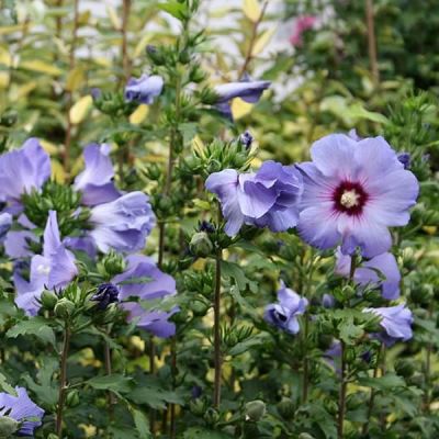 Hibiscus syr. Oiseau Bleu - Photo by anon (CC BY-SA 2.5)