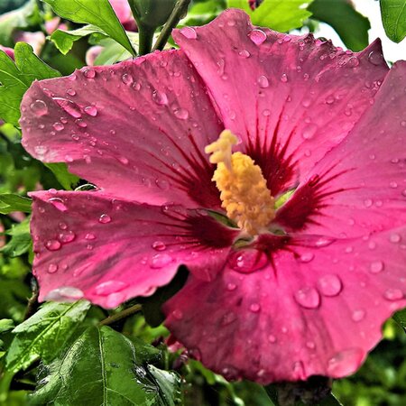 Hibiscus syriacus 'Rote Heinje' - Image by ❤ Monika ? ? Schröder ❤ from Pixabay 