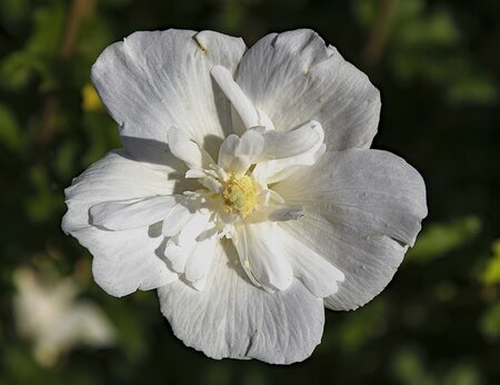 Hibiscus syriacus 'White Chiffon' ® - Photo by Archaeodontosaurus (CC BY-SA 4.0)