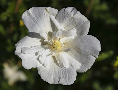 Hibiscus syriacus 'White Chiffon' ® - Photo by Archaeodontosaurus (CC BY-SA 4.0)