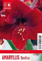 Hippeastrum Benfica
