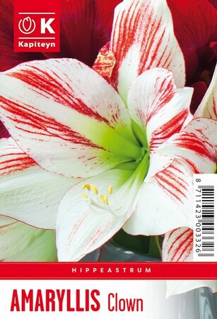 Hippeastrum 'Clown' (1 bulbs)