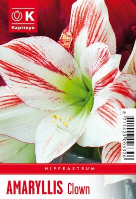 Hippeastrum 'Clown'