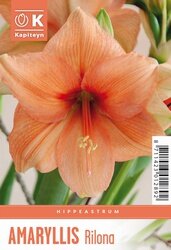 Hippeastrum Rilona