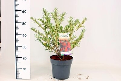 Hippophae 'Friesdorfer Orange'   (5L pot)