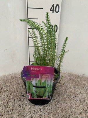 Hippuris vulgaris (18cm aquatic basket)