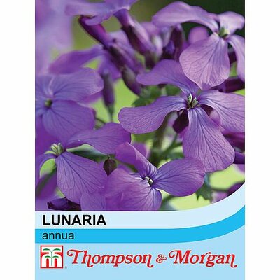 Honesty (Lunaria or Silver Dollar) - Image courtesy of T&M