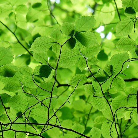 Hornbeam (Carpinus) 60-90cm Bare Root