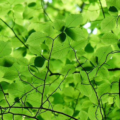 Hornbeam (Carpinus)