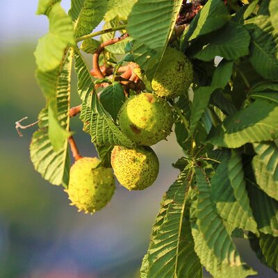 Horse chestnut (Aesculus hippocastanum)