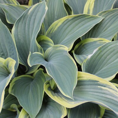 Hosta 'Autumn Frost' - Image by Cally Lawson from Pixabay