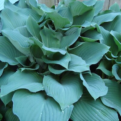 Hosta 'Blue Cadet' - Image by Katie McMurray from Pixabay 