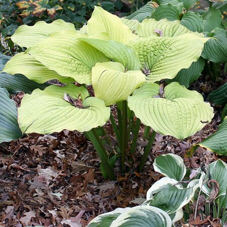 Hosta 'Coast to Coast' - Photo by Hardyplants (CC BY-SA 4.0)