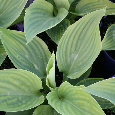 Hosta "Empress Wu" - Photo by Daderot (CC0 1.0)
