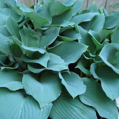 Hosta 'Fragrant Blue' - Image by Katie McMurray from Pixabay 