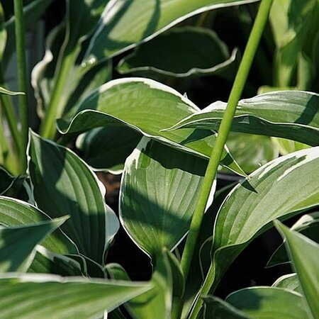 Hosta 'Francee' - Photo by David J. Stang (CC BY-SA 4.0)