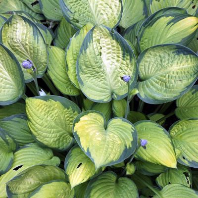 Hosta “Gold Standard” - Image by bluebudgie from Pixabay 