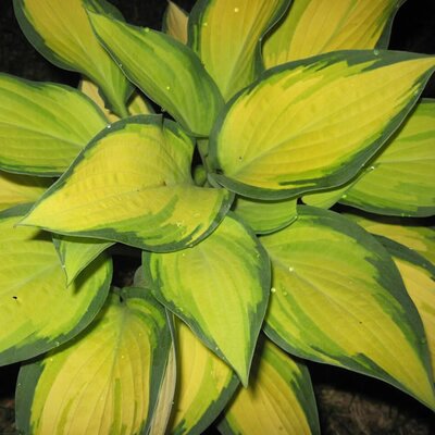 Hosta Happy Dayz® - Photo by  Rob Duval (CC BY-SA 4.0)