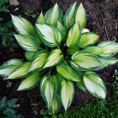 Hosta 'June'