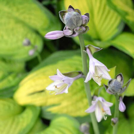 Hosta “Orange Marmalade” - Image by utroja0 from Pixabay  