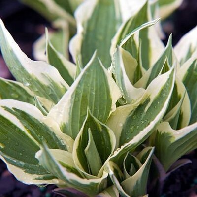Hosta 'Patriot' - Photo by David Stang (CC BY-SA 4.0)