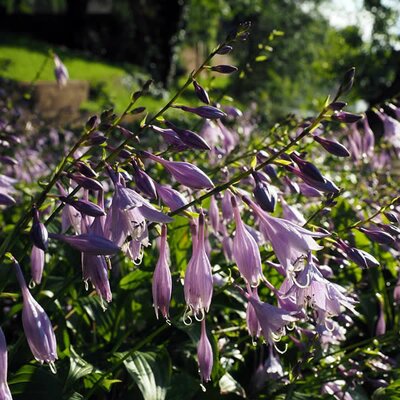Hosta 'Purple Heart' - Image by Hans Braxmeier from Pixabay  