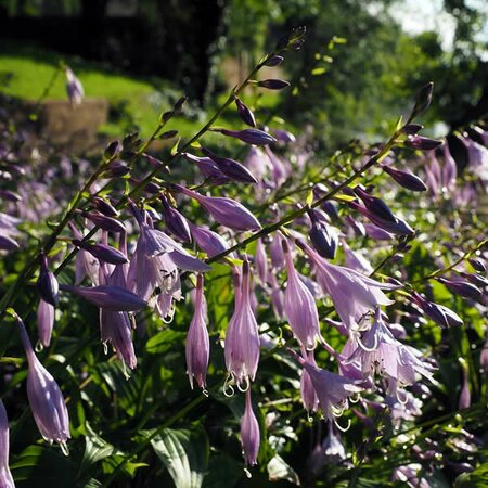 Hosta Purple Heart - Image by Hans Braxmeier from Pixabay  