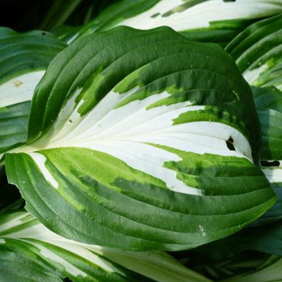 Hosta Reversed - Image by Hans Braxmeier from Pixabay 