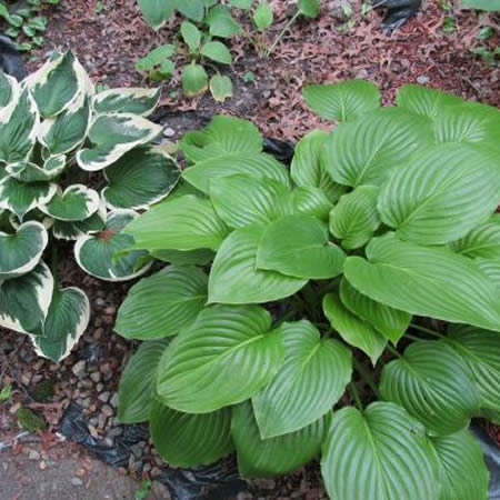Hosta 'Elegans' - Image courtesy of Needpix (CC0)