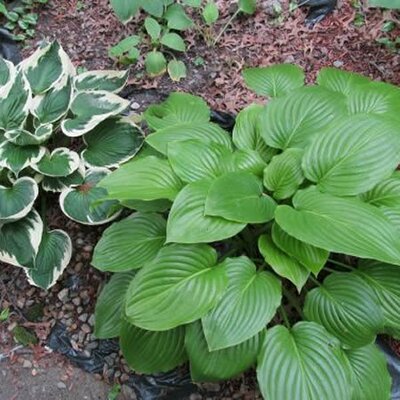 Hosta 'Elegans' - Image courtesy of Needpix (CC0)