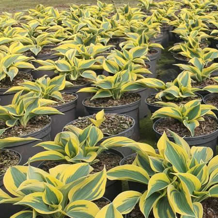Hosta 'Shadowland Autumn Frost' - Image courtesy of Tully Nursery