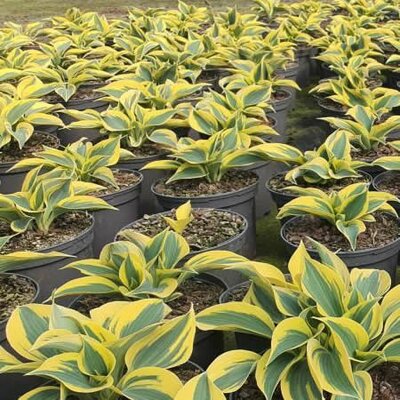 Hosta 'Shadowland Autumn Frost' - Image courtesy of Tully Nursery