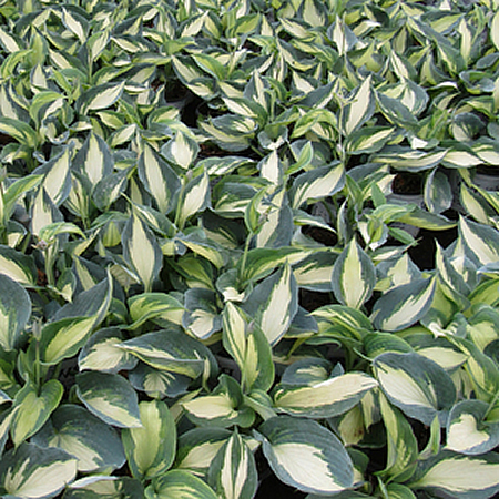 Hosta 'Shadowland Hudson Bay' - Public Domain Image