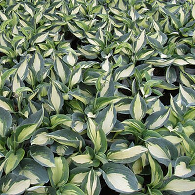 Hosta 'Shadowland Hudson Bay' - Public Domain Image