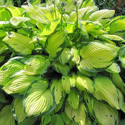 Hosta 'Stained Glass' - Photo by Dinkum (CC0)