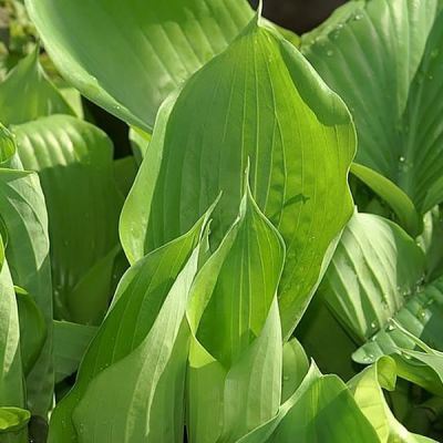 Hosta “Sum and Substance” - Photo by David J. Stang (CC BY-SA 4.0) 