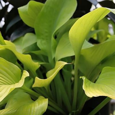 Hosta 'Sum and Substance' - Photo by David J. Stang (CC BY-SA 4.0)