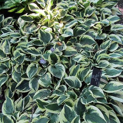 Hosta "Wide Brim" - Photo by Leonora (Ellie) Enking (CC BY-SA 2.0)