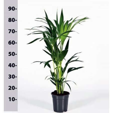 Howea forsteriana  - Image courtesy of Pannebakker