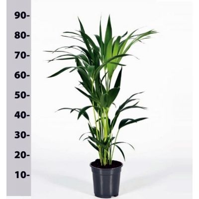 Howea forsteriana  - Image courtesy of Pannebakker
