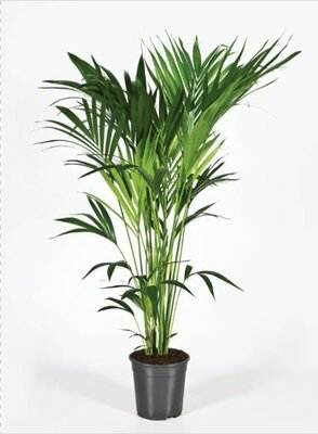 Howea forsteriana - Image courtesy of Pannebakker