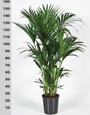 Howea forsteriana (27cm pot) - Image courtesy of Pannebakker