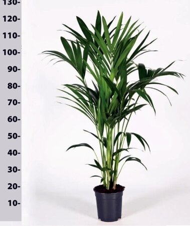Howea forsteriana (21cm pot) - Image courtesy of Pannebakker