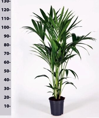Howea forsteriana (21cm pot) - Image courtesy of Pannebakker