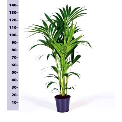 Howea forsteriana (21cm pot) - Image courtesy of Pannebakker